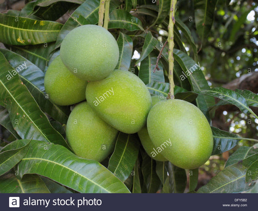 Mangifera indica - Alphonso (Mango)