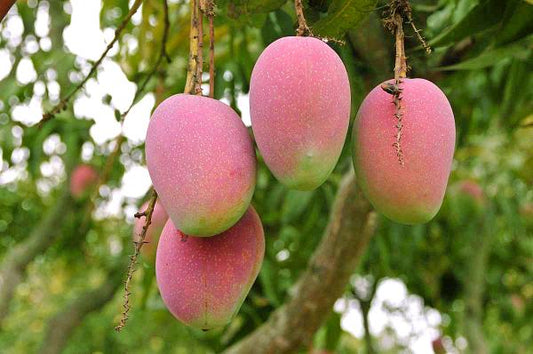 Mangifera indica -Suvarnarekha (Mango)