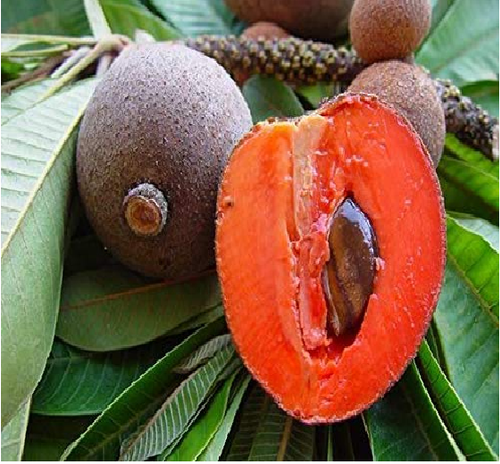 Manilkara zapota -Red (Sapotta)