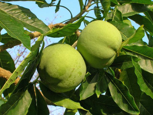 Manilkara zapota - White (Sapotta)