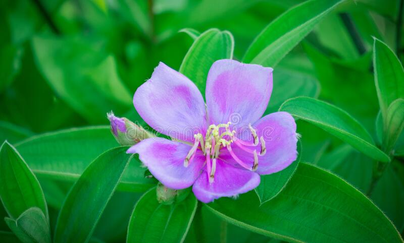 Melastoma Candidum (Melastoma Candidum)