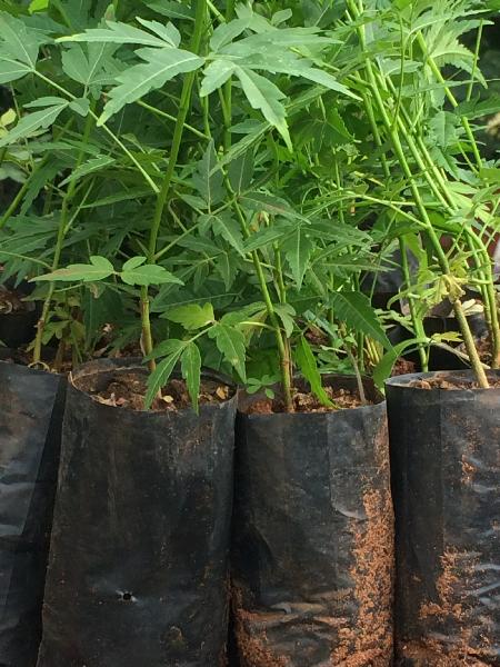 Melia dubia (Malabar neem, Hebbevu)