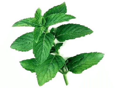 Mentha spicata - (Mint thulasi, Spear mint, Bettada Pudina (for cold))