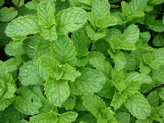Mentha spicata - (Mint thulasi, Spear mint, Bettada Pudina (for cold))