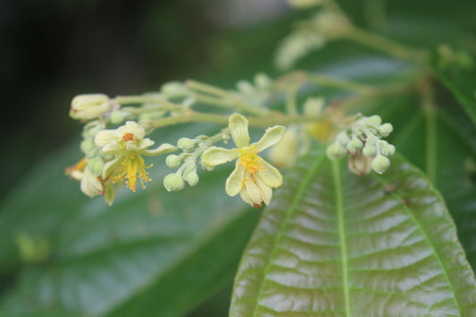 Microcos pemiculets - Kottam (Kottam)
