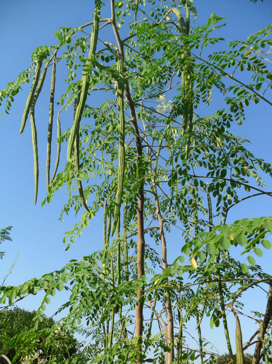 Moringa (Drumstick ,Nugge kaayi)