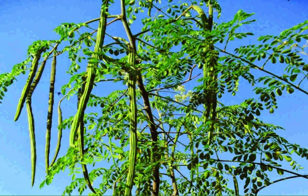 Moringa (Drumstick ,Nugge kaayi)