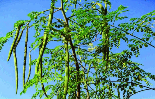 Moringa (Drumstick ,Nugge kaayi)