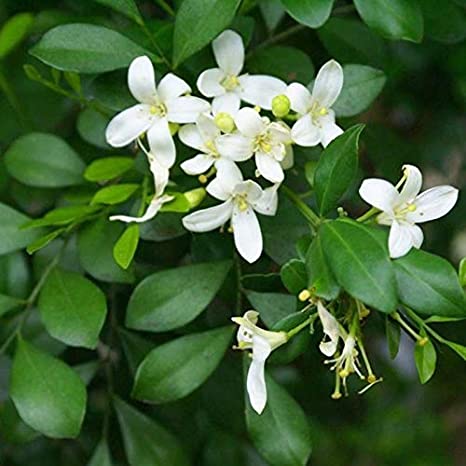 Murraya exotica (Orange Jasmine)