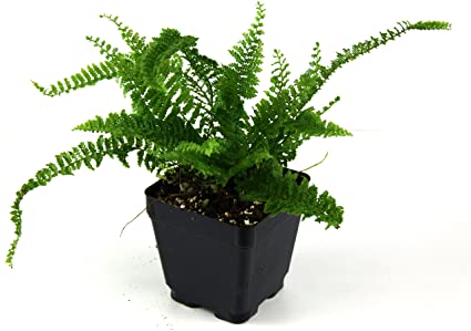Nephrolepis exaltata 'Fluffy Ruffles (Boston Fern)