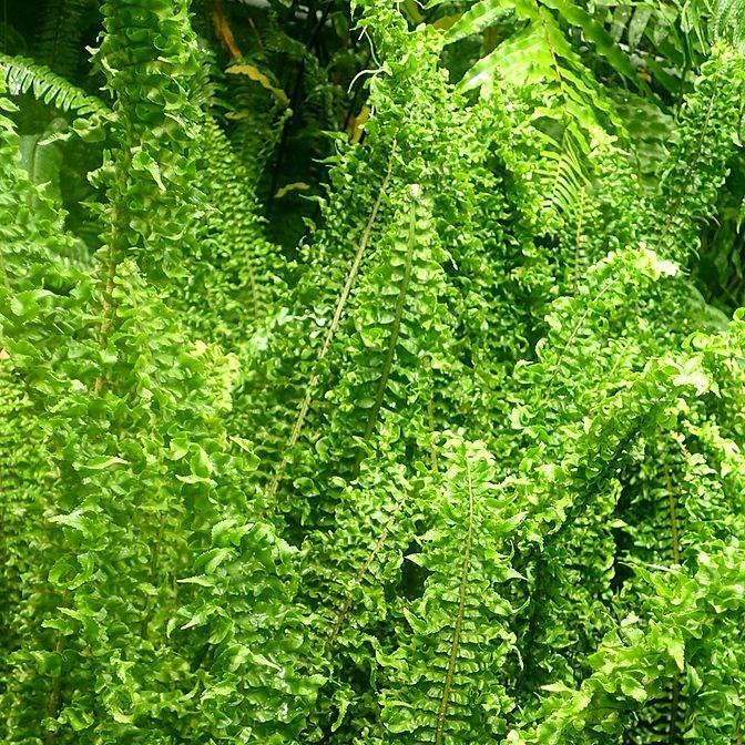 Nephrolepis exaltata 'Fluffy Ruffles (Boston Fern)