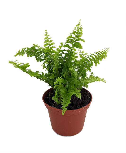 Nephrolepis exaltata 'Fluffy Ruffles (Boston Fern)