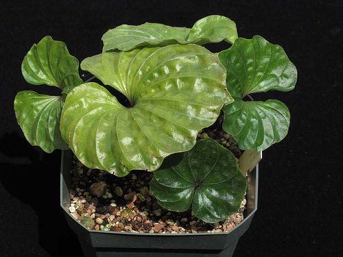 Nervilia aragona (Tall shield orchid)