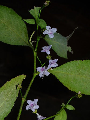 Nilgirianthus ciliatus - Karimkurinji (Lesser kurinji)