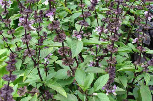 Ocimum basilicum (Sweet Basil)