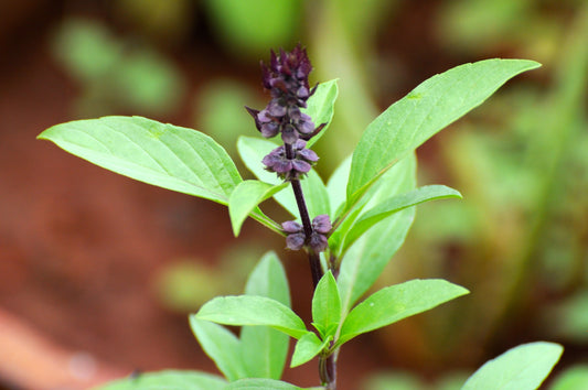 Ocimum basilicum (Sweet Basil)