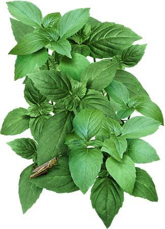 Ocimum basilicum citriodorum (Lemon Tulasi)