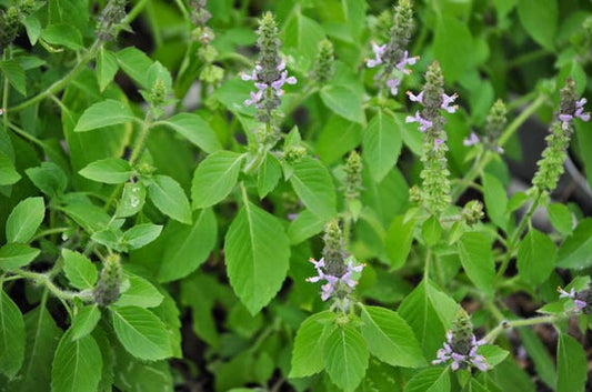 Ocimum basilicum tenuiflorum (Rama Tulasi)