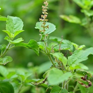 Ocimum basilicum tenuiflorum (Rama Tulasi)
