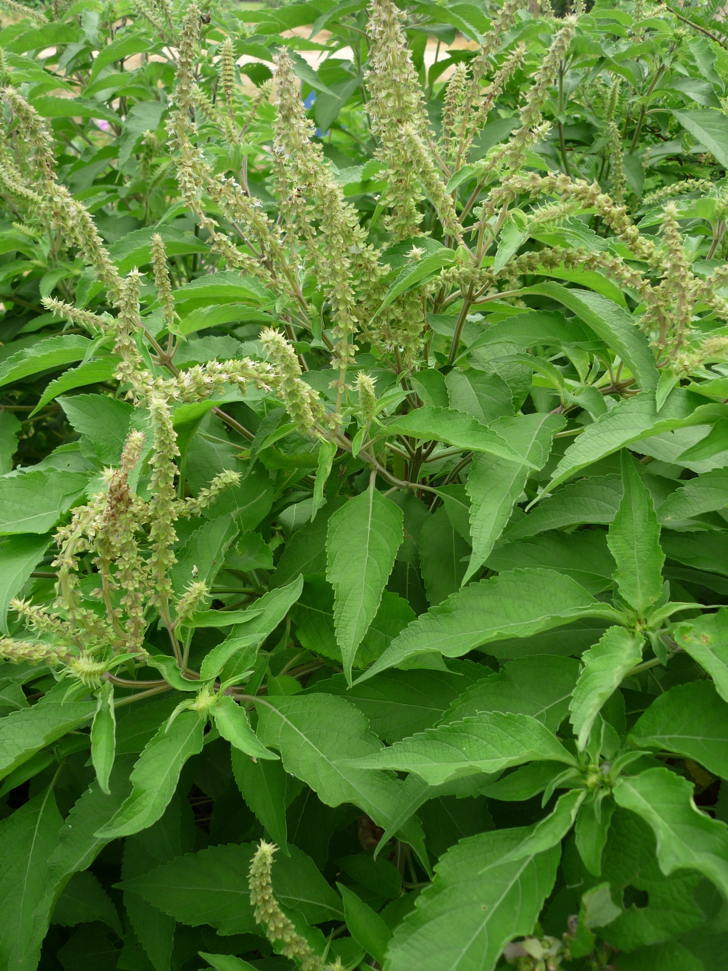 Ocimum grattisimum (African basil,Clove basil)