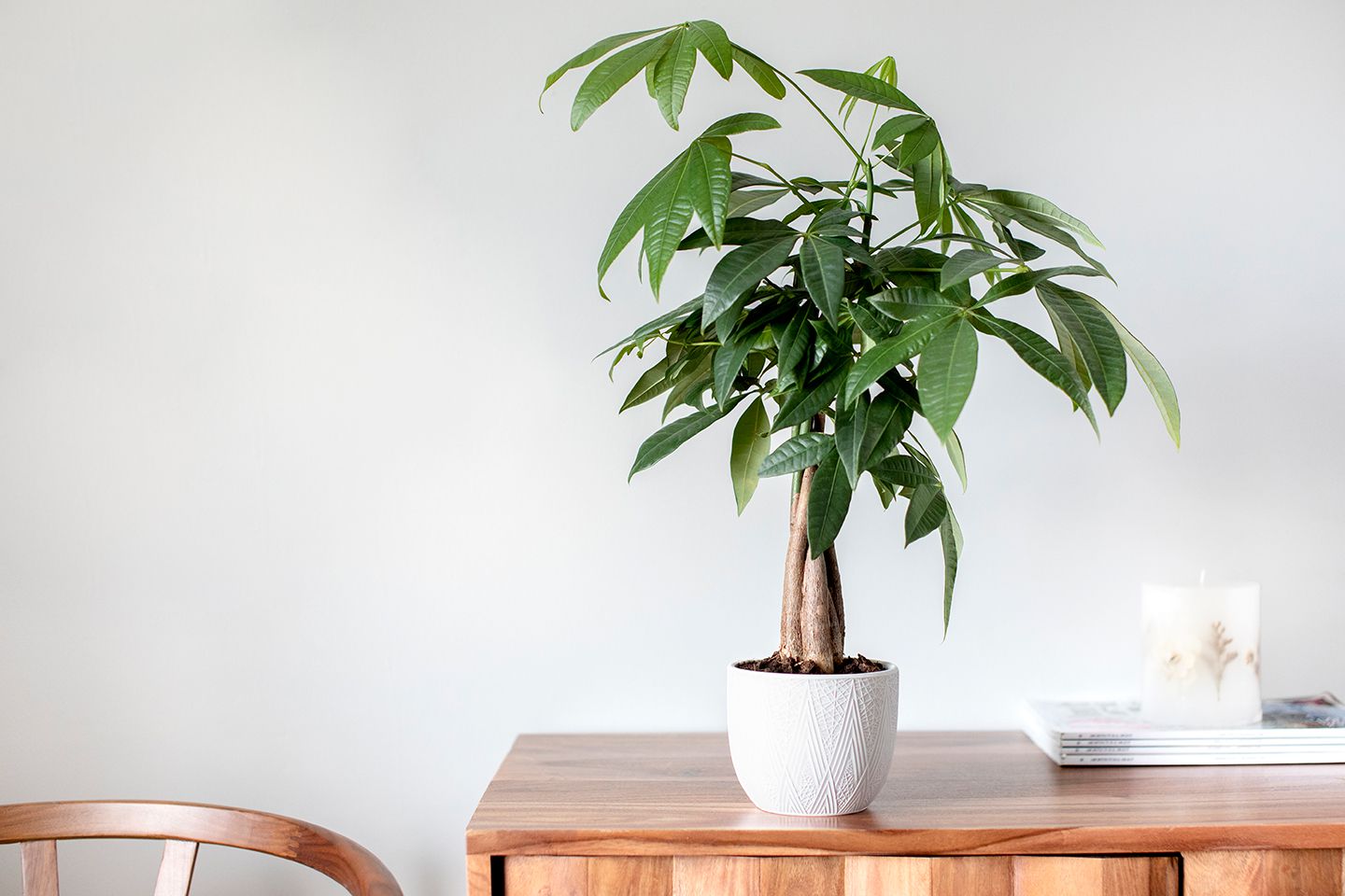 Pachira aquatica (Malabar chestnut)