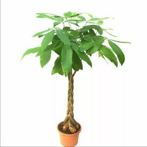 Pachira aquatica (Malabar chestnut)