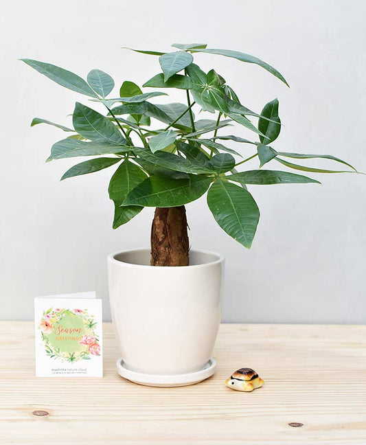 Pachira aquatica (Malabar chestnut)