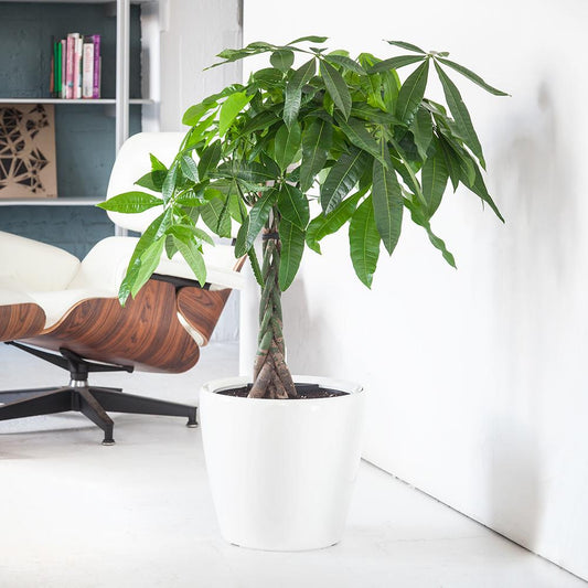 Pachira aquatica (Malabar chestnut)