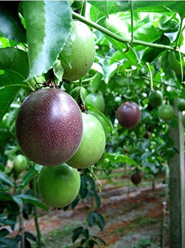 Passiflora edulis (violet) (Passion Fruit(Violet), Juice Hannu)