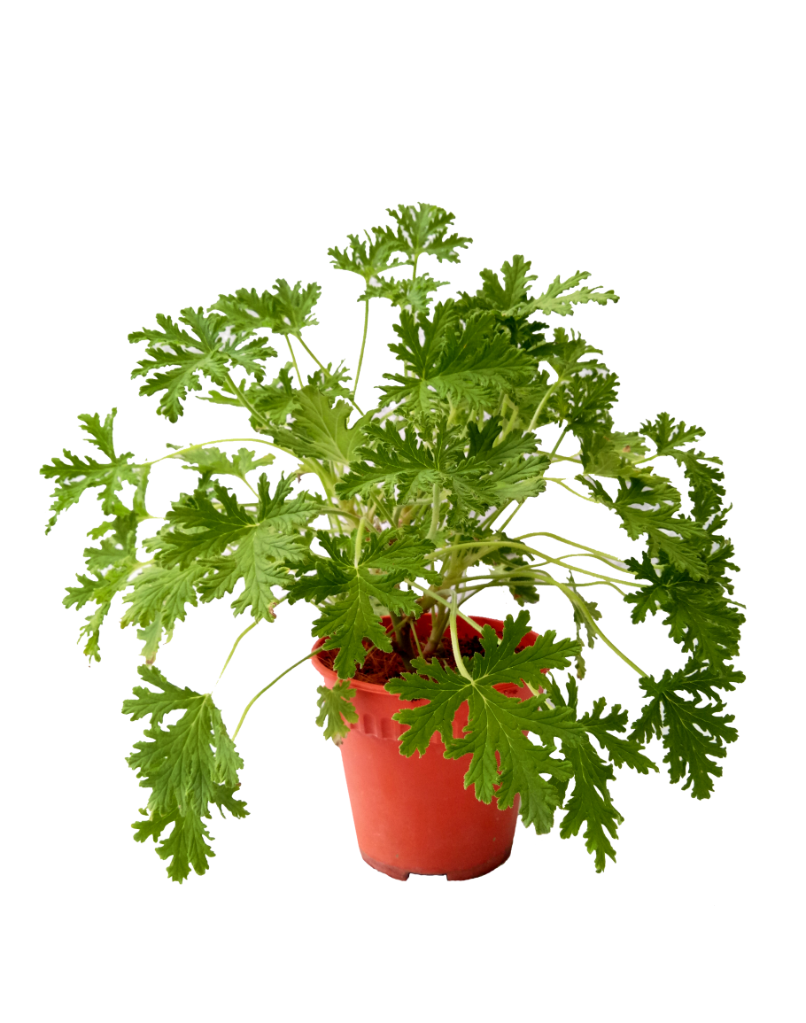 Pelargonium Graveolens (Panner Leaf)