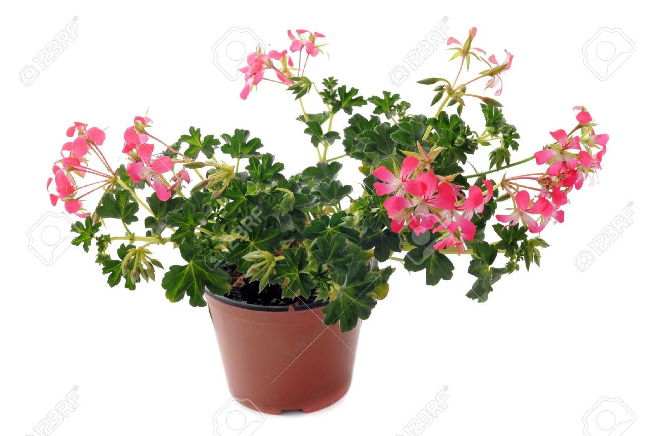 Pelargonium peltatum (Geranium Ivy)