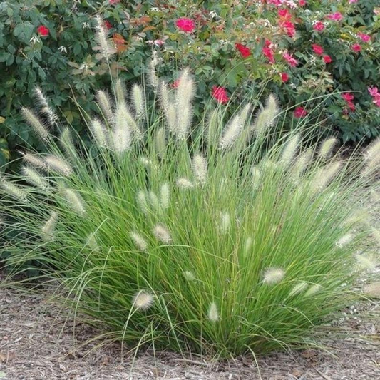 Pennisetum setaceum (Fountain Grass Green)