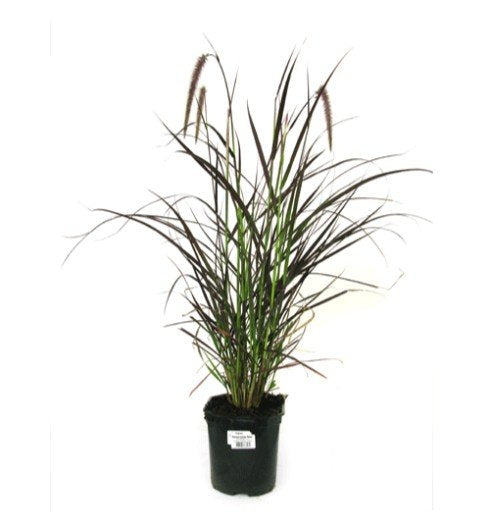 Pennisetum setaceum rubrum (Fountain Grass Red)