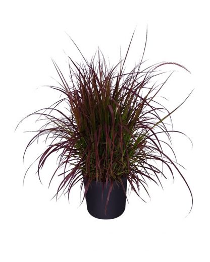 Pennisetum setaceum rubrum (Fountain Grass Red)