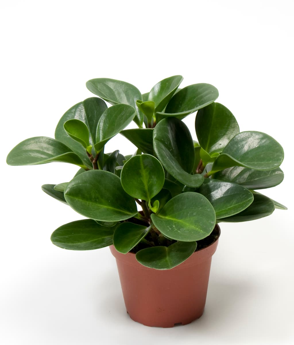 Peperomia Green (Baby Rubber Plant)
