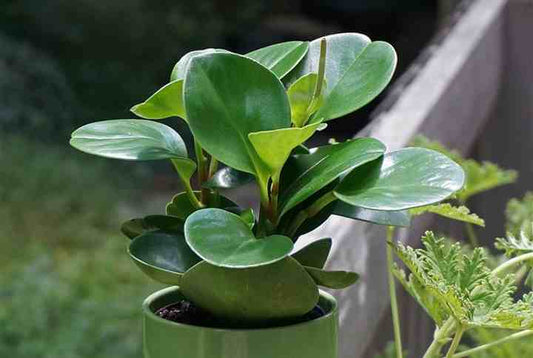 Peperomia Green (Baby Rubber Plant)