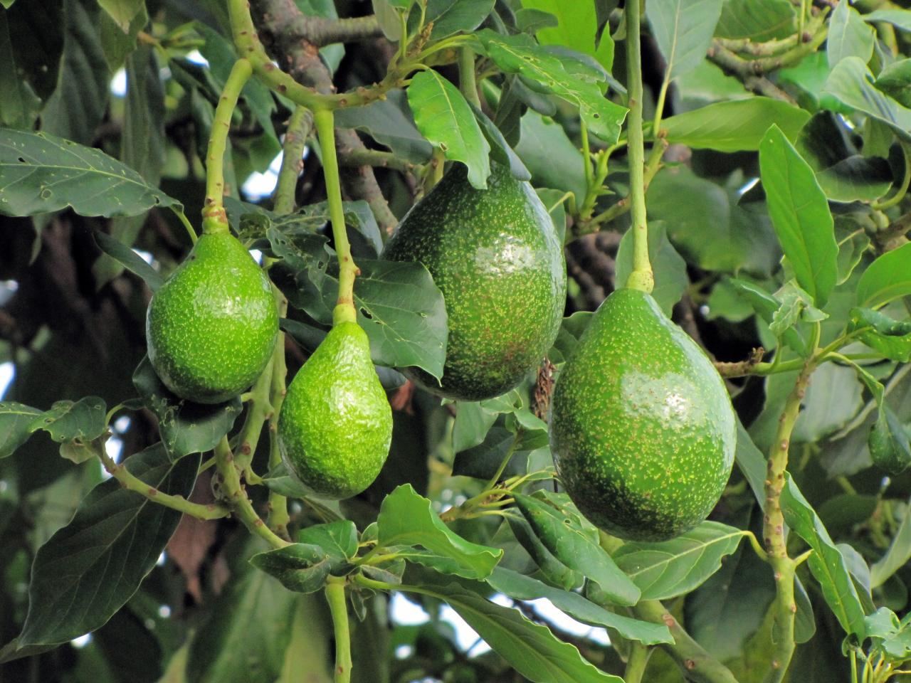 Persea americana (Butter Fruit Graft)