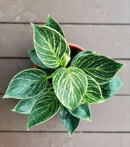 Phillodendron Burkin (Phillodendron White Wave)