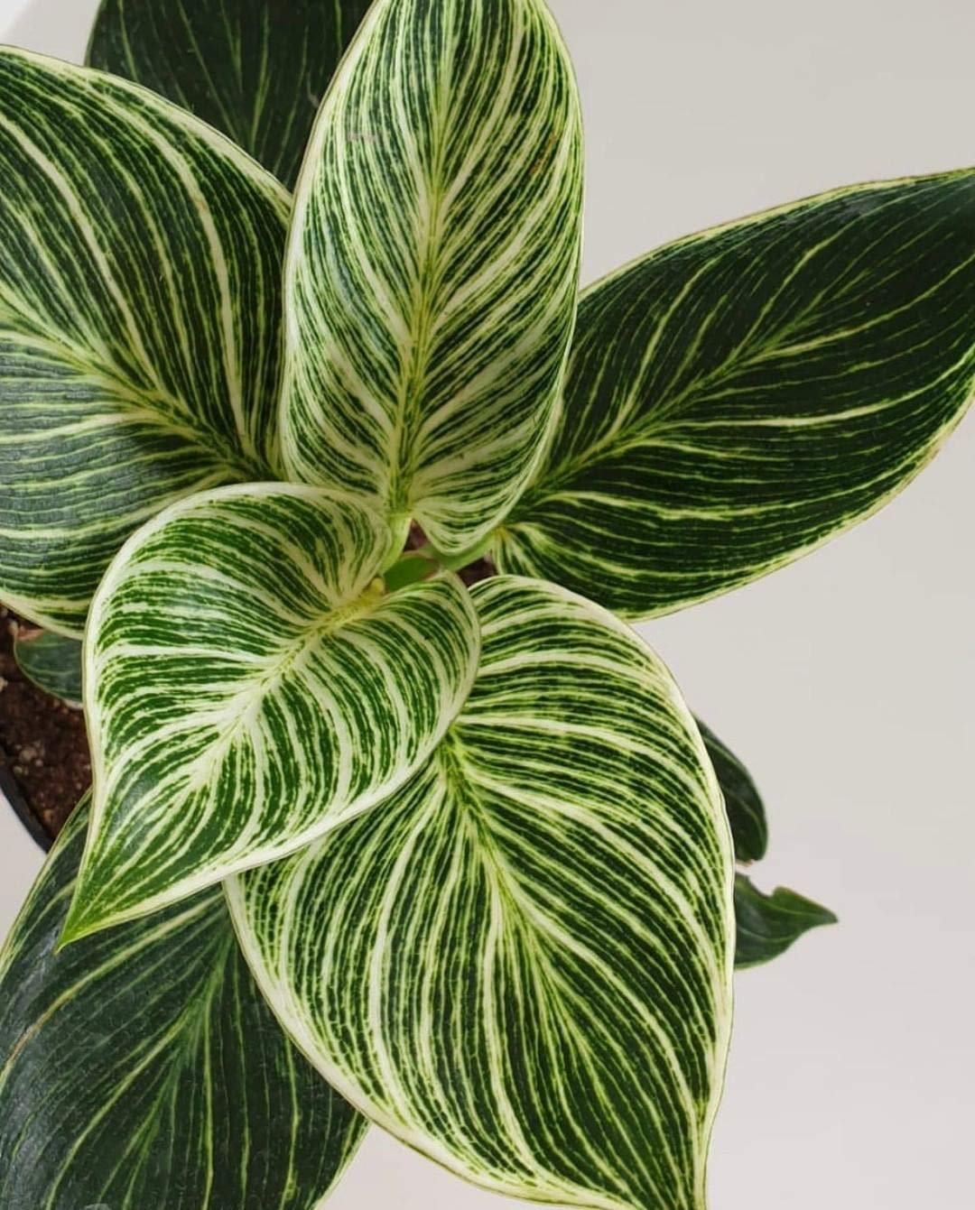 Phillodendron Burkin (Phillodendron White Wave)