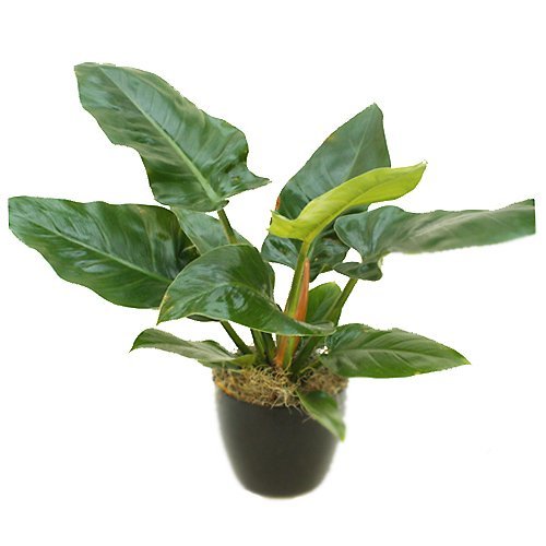 Phillodendron Congo Green (Phillodendron Congo Green)
