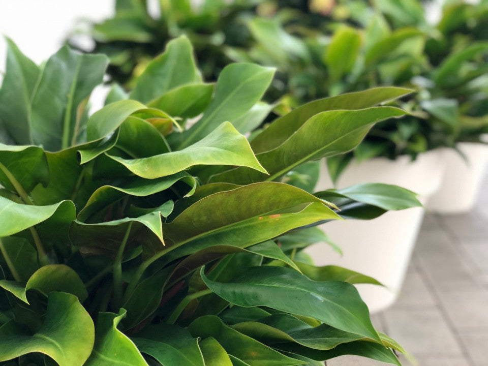 Philodendron little phil (Philodendron little phil)