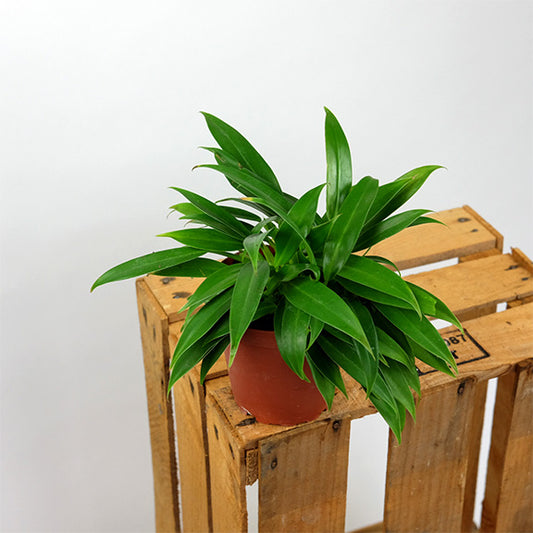 Philodendron little phil (Philodendron little phil)