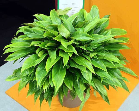 Philodendron little phil (Philodendron little phil)