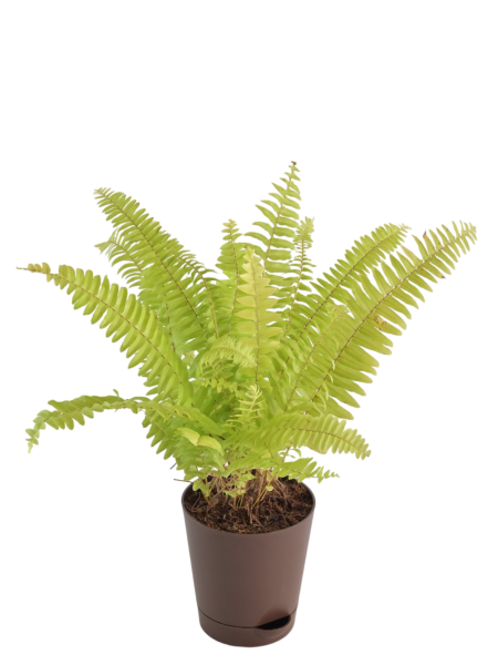 Phlebodium aureum (Golden Fern)