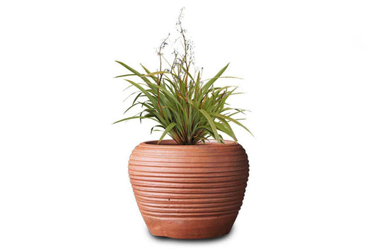 Phormium Tanax Green 1 (New Zealand flax) (21" x 18")