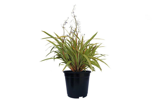 Phormium Tanax Green 1 (New Zealand flax) (21" x 18")