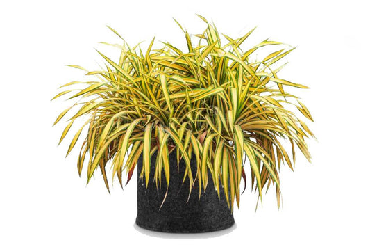 Phormium Tanax yellow tree bag (New Zealand flax) (21" x 21")