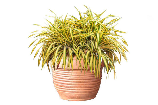 Phormium Tanax yellow tree bag (New Zealand flax) (21" x 21")
