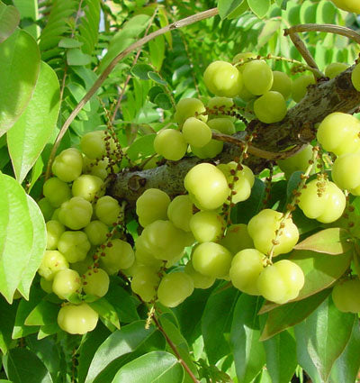 Phyllanthus emblica - Chakaiya (Amla)