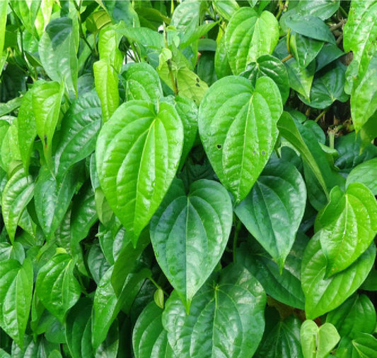 Piper betle (Betel Vine, Veeleyada ele)